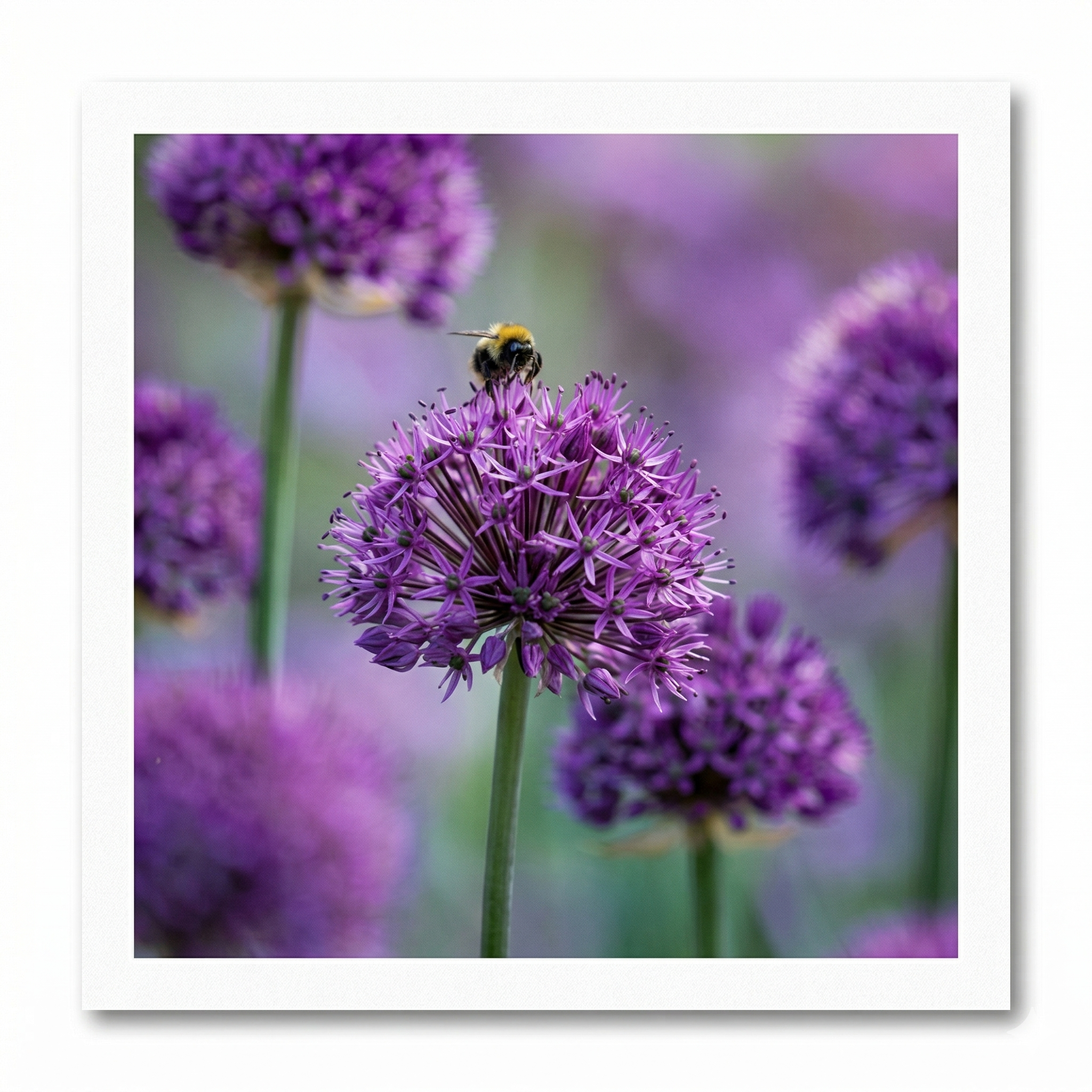 Kaart - Paperclip - Call of the wild - Hommel - VB0.0007