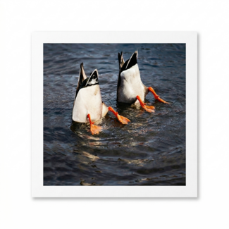 Paperclip Kaart - Paperclip - Call of the wild - Duikende Eenden - VB0.0017