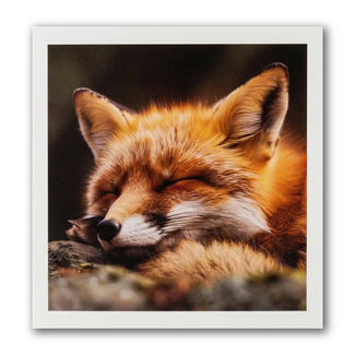 Paperclip Kaart - Paperclip - Call of the wild - Slapende vos - VB0.0019