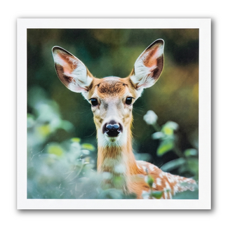 Paperclip Kaart - Paperclip - Call of the wild - Damhert - VB0.0021