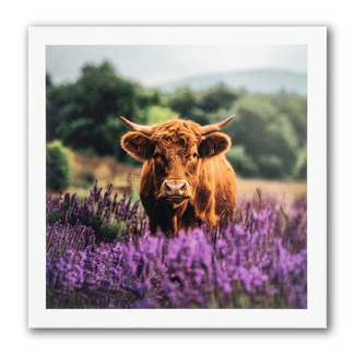 Paperclip Kaart - Paperclip - Call of the wild - Schotse Hooglander - VB0.0023