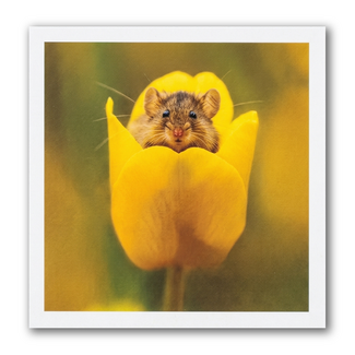 Paperclip Kaart - Paperclip - Call of the wild - Muisje in gele tulp - VB0.0028