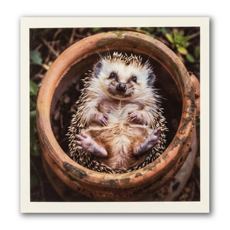 Paperclip Kaart - Paperclip - Call of the wild - Egeltje in bloempot - VB0.0032