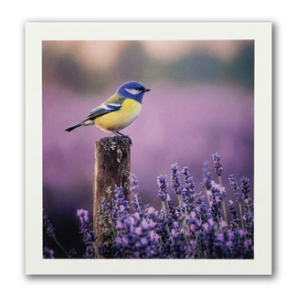 Paperclip Kaart - Paperclip - Call of the wild - Pimpelmees - VB0.0035