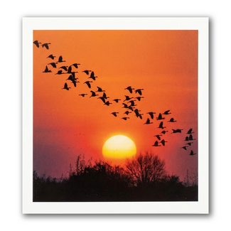 Paperclip Kaart - Paperclip - Call of the wild - Ondergaande zon - VB0.0041