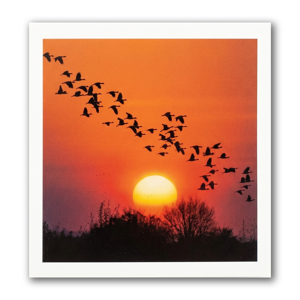 Kaart - Paperclip - Call of the wild - Ondergaande zon - VB0.0041
