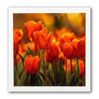 Paperclip Kaart - Paperclip - Call of the wild - Rode tulpen - VB0.0031