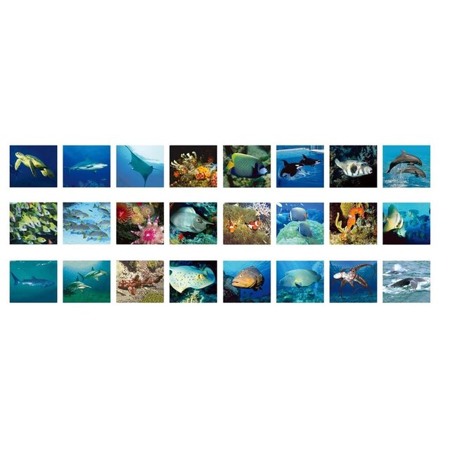 Ambo Zaklamp & projector - Zeedieren - Met 3x8 afbeeldingen