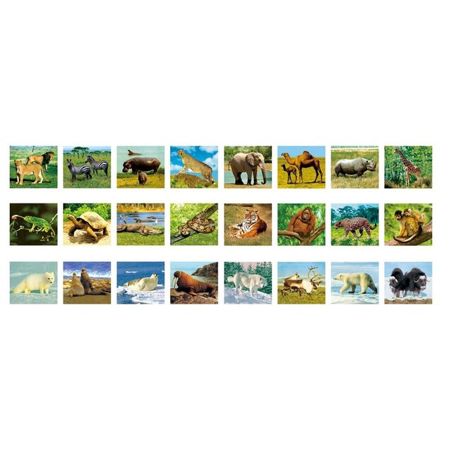 Ambo Zaklamp & projector - Wilde dieren - Met 3x8 afbeeldingen