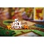 Winner winner chicken dinner - Dobbelspel - 8+