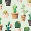 Kaart - Cactussen & vetplanten - Galleria - VB0.3052