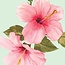Kaart - Roze hibiscusbloemen - Galleria - VB0.3072