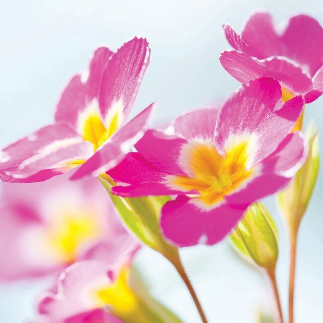 Kaart - Roze sleutelbloemen - Galleria - VB0.3082
