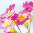Kaart - Roze sleutelbloemen - Galleria - VB0.3082
