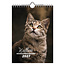 Comello Kalender - Katten - 2027 - 16,5x23cm