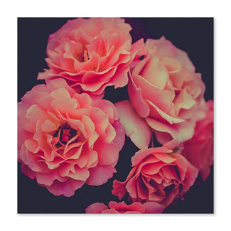 Kaart - Zalmroze rozen - Galleria - VB0.3069