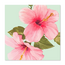 Kaart - Roze hibiscusbloemen - Galleria - VB0.3072