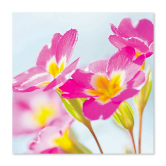 Kaart - Roze sleutelbloemen - Galleria - VB0.3082