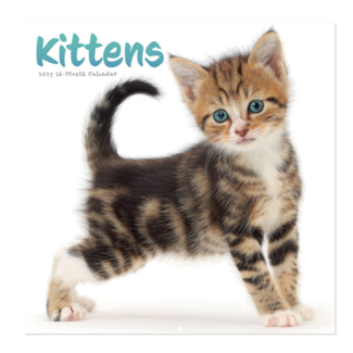 Comello Kalender - Kittens - 2027 - 30x30cm