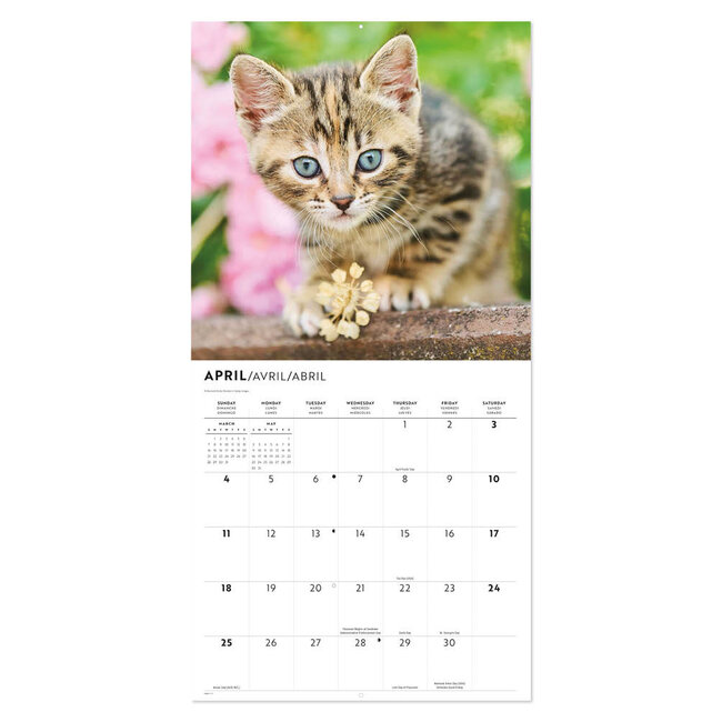 Comello Kalender - Kittens - 2027 - 30x30cm