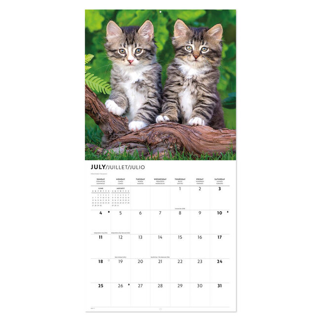 Comello Kalender - Kittens - 2027 - 30x30cm