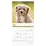 Comello Kalender - Puppies - 2027 - 30x30cm