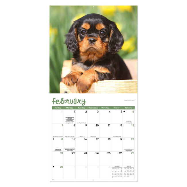 Comello Kalender - Puppies - 2027 - 30x30cm