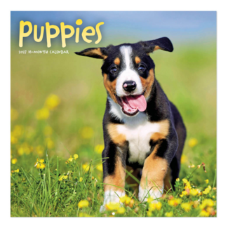 Comello Kalender - Puppies - 2027 - 30x30cm