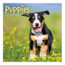 Comello Kalender - Puppies - 2027 - 30x30cm
