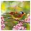 Comello Kalender - Songbirds - 2027 - 30x30cm