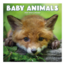 Comello Kalender - Baby animals - 2027 - 30x30cm