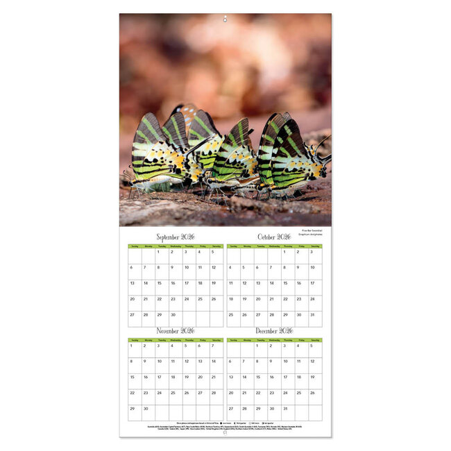 Comello Kalender - Butterflies - 2027 - 30x30cm