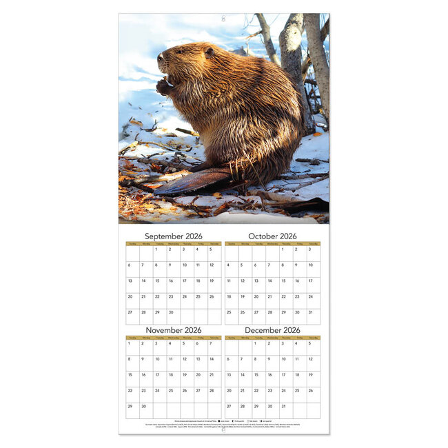 Comello Kalender - Wildlife - 2027 - 30x30cm