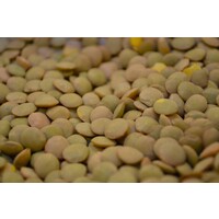Green lentils - dried (400g)