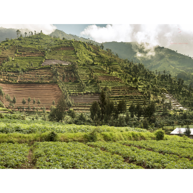 Indonesia Sulawesi Kalossi Gr1 - Java Makassar
