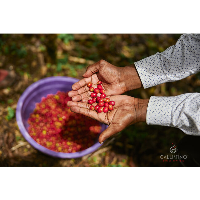 Costa Rica La Pantera Tarrazu SHB