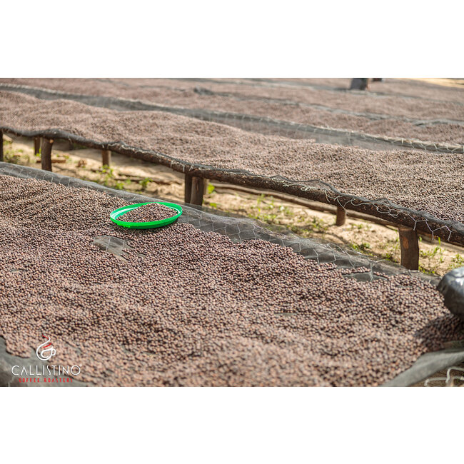 Indonesia Sulawesi Kalossi Gr1 - Java Makassar