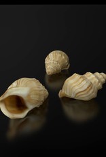 FREE 3D model shell