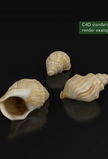 FREE 3D model shell