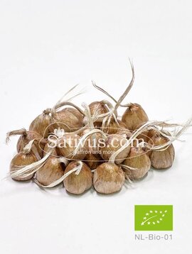 Crocus Sativus Größe 9/10 - BIO