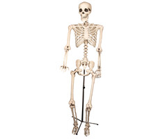 Partyline Skelet op staander | Decoratie skelet 155cm | Halloween decoratie