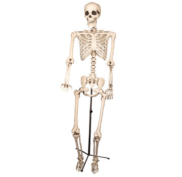 Partyline Skeleton on a stand | Decoration skeleton 155cm | Halloween decoration