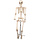 Skeleton on a stand | Decoration skeleton 155cm | Halloween decoration