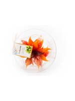 MadCandle Bougie Fleur Big Orange