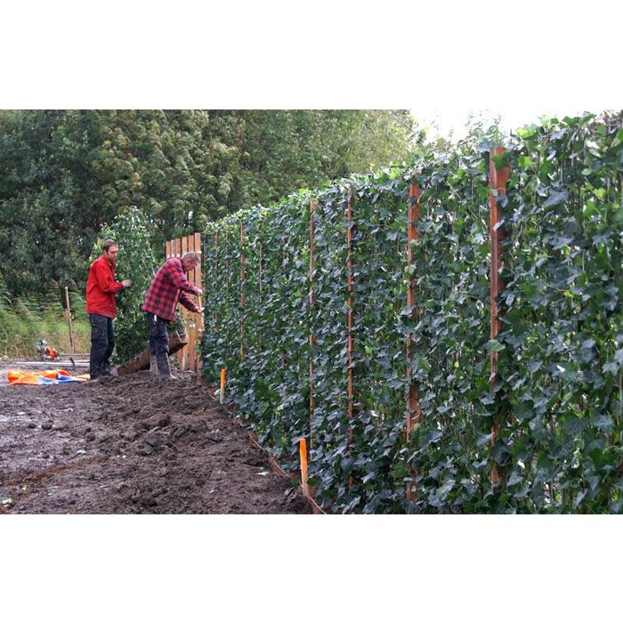 Mobilane Kant en Klaar Haag Mobilane Hedera helix Woerner B120 x H200 cm