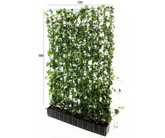 Hedera schutting Kant en Klaar - 120 x 180 cm