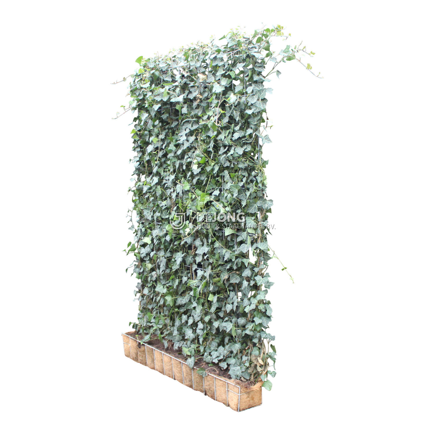 Kant en Klaar Haag Mobilane Hedera helix Woerner H220 cm