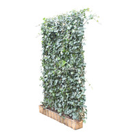 Kant en Klaar Haag Mobilane Hedera helix Woerner B120 x H200 cm Kant en Klaar Haag Mobilane Hedera helix Woerner B120 x H200 cm