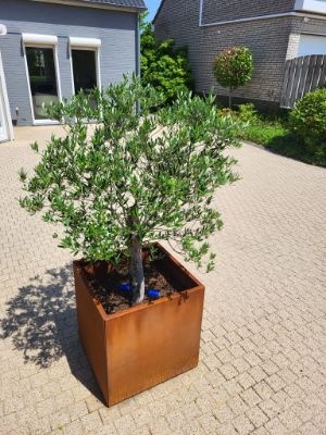 Cortenstaal vierkante plantenbak 400x400mm