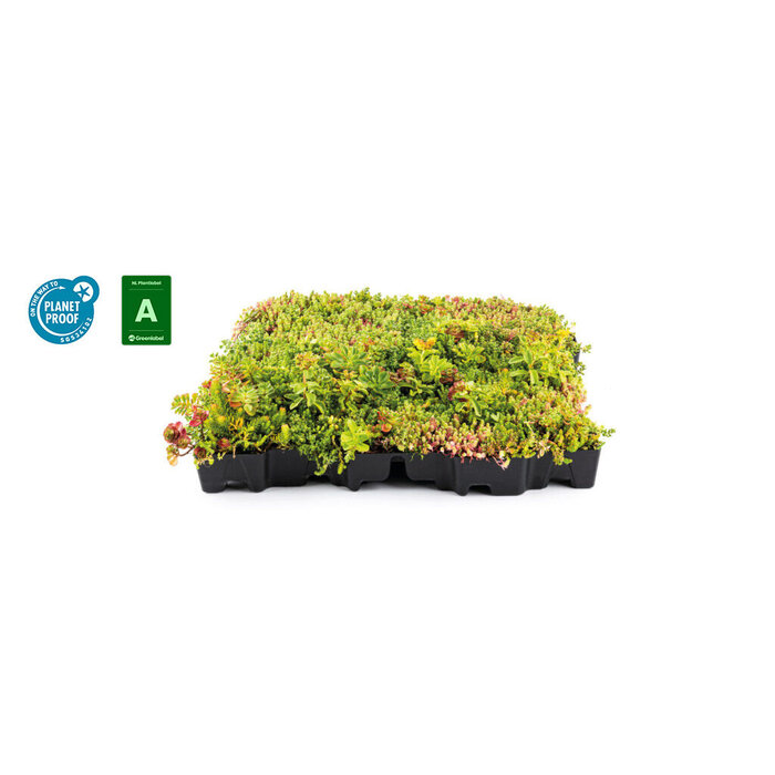 Sedum dakbedekking 50 x 50 x 6 cm.